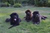 doggies.jpg