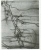 Bubbles in microcirculation of decompressed rat smaller.jpg Bubbles in microcirculation of decompressed rat smaller.jpg