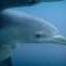 tursiops