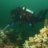 humpbackdiving