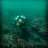 LMMCDIVER